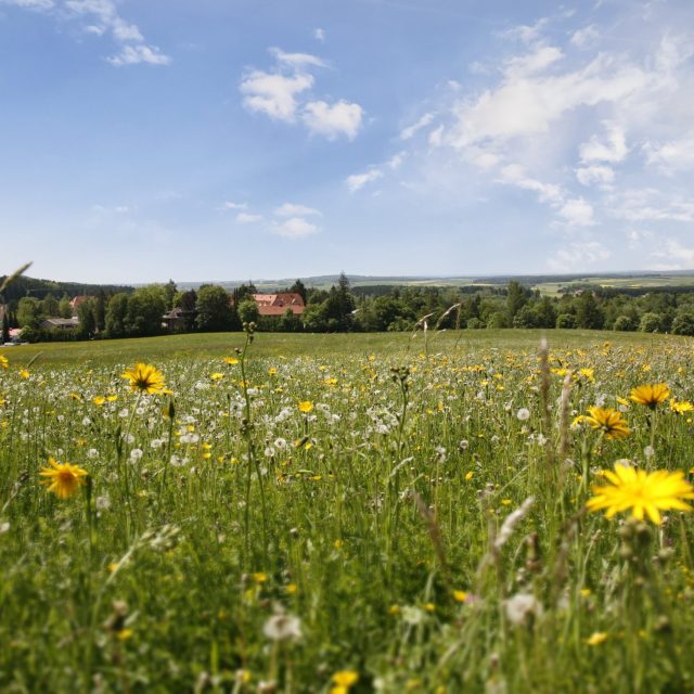 Blumenwiese mit Blick in die Ferne