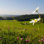 Aussicht über eine grüne Wiese mit Klee und zwei Margeriten im Vordergrund und einem Wald im Hintergrund