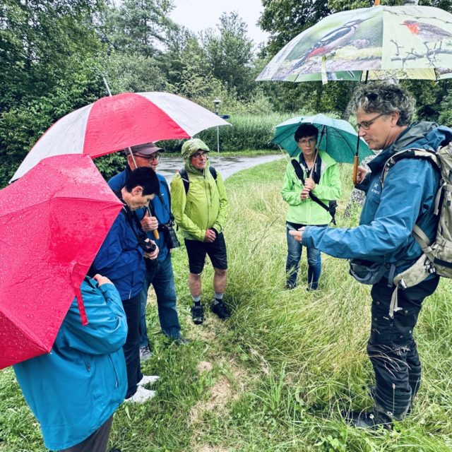 Sechs Personen stehen im Regen, umgeben von hohem Gras. Fünf halten bunte Regenschirme, einer trägt einen großen Rucksack und spricht.
